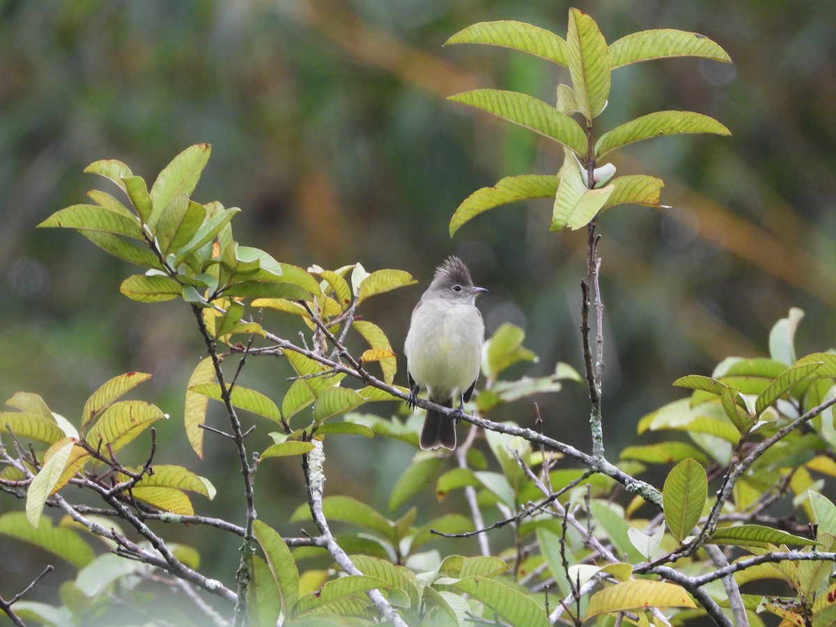 Yellow-bellied Elaenia - ML638259666