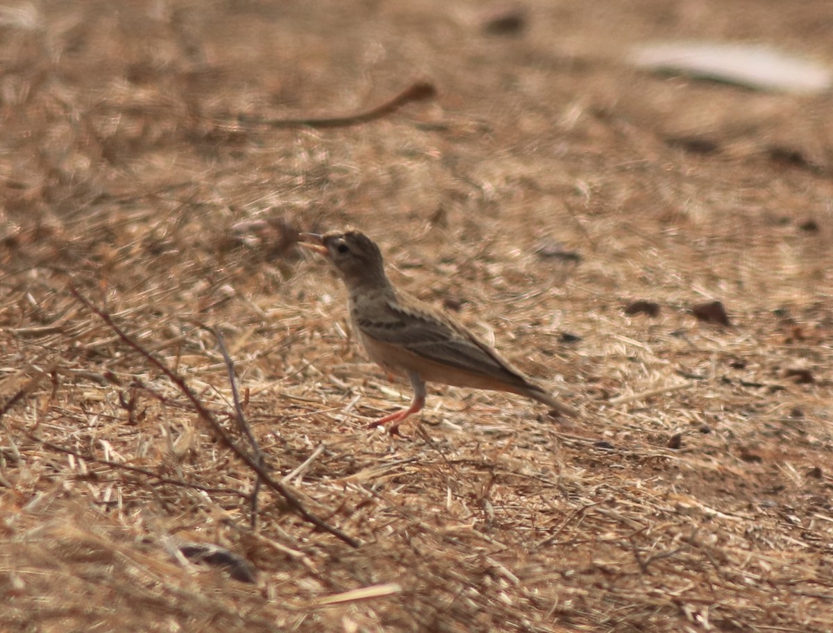 Mongolian Short-toed Lark - ML638259678