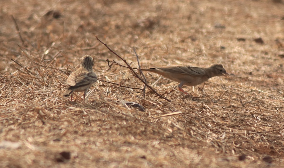 Mongolian Short-toed Lark - ML638259679