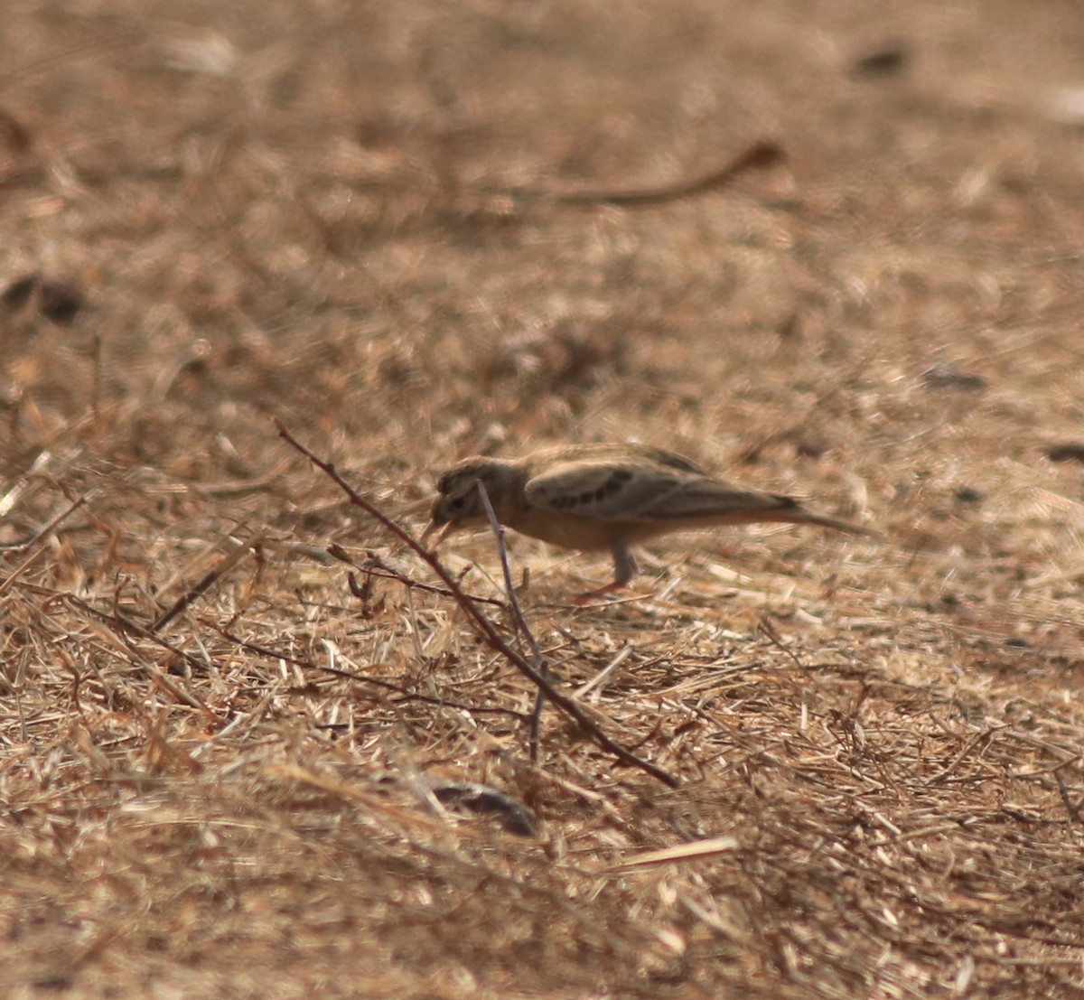 Mongolian Short-toed Lark - ML638259680