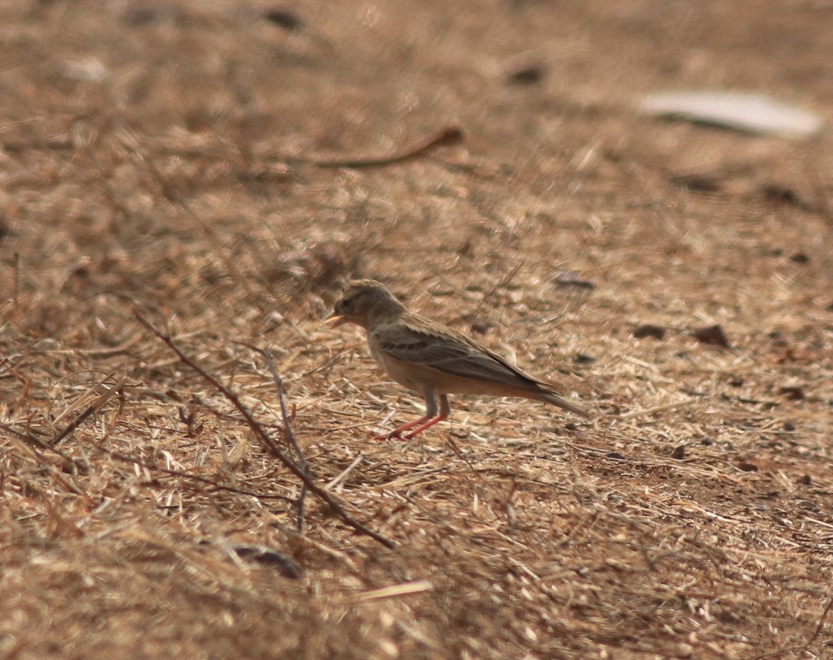 Mongolian Short-toed Lark - ML638259681
