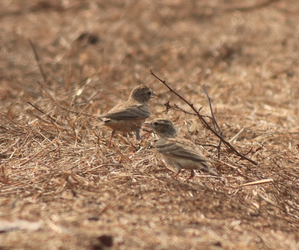 Mongolian Short-toed Lark - ML638259682