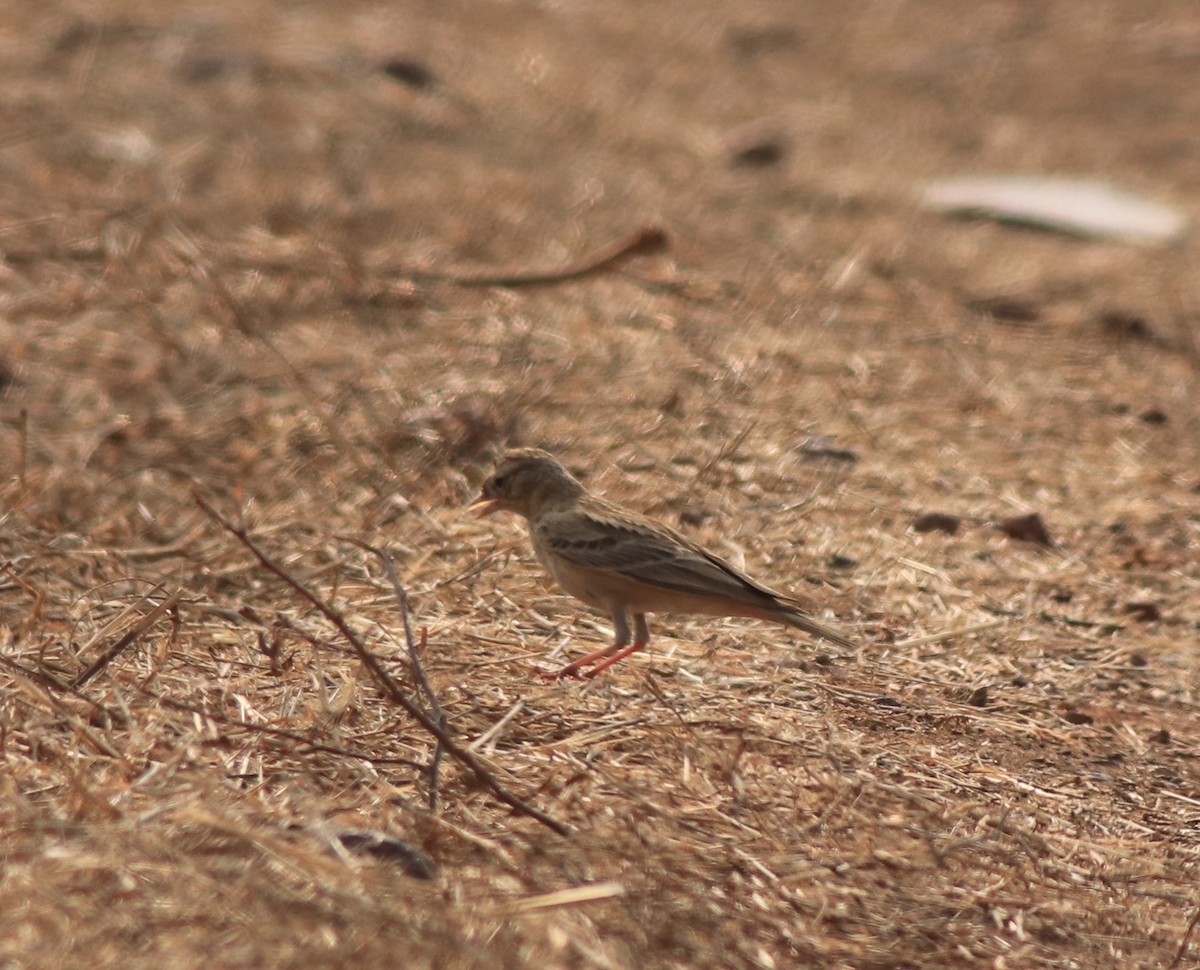 Mongolian Short-toed Lark - ML638259683