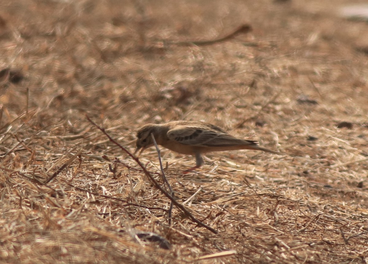 Mongolian Short-toed Lark - ML638259685