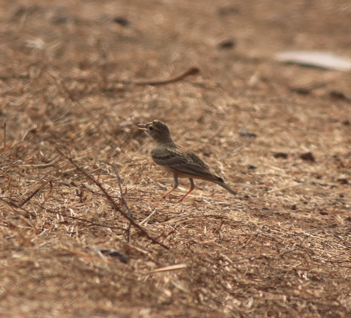 Mongolian Short-toed Lark - ML638259686
