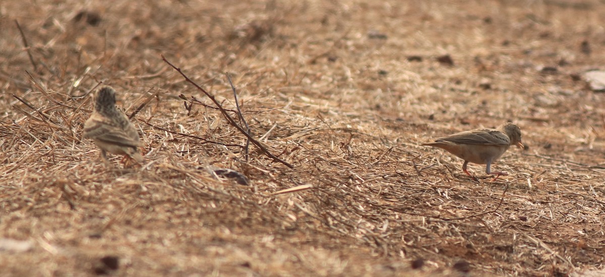 Mongolian Short-toed Lark - ML638259687