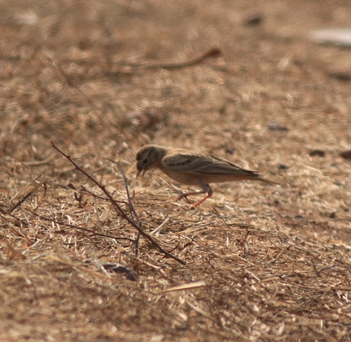 Mongolian Short-toed Lark - ML638259689