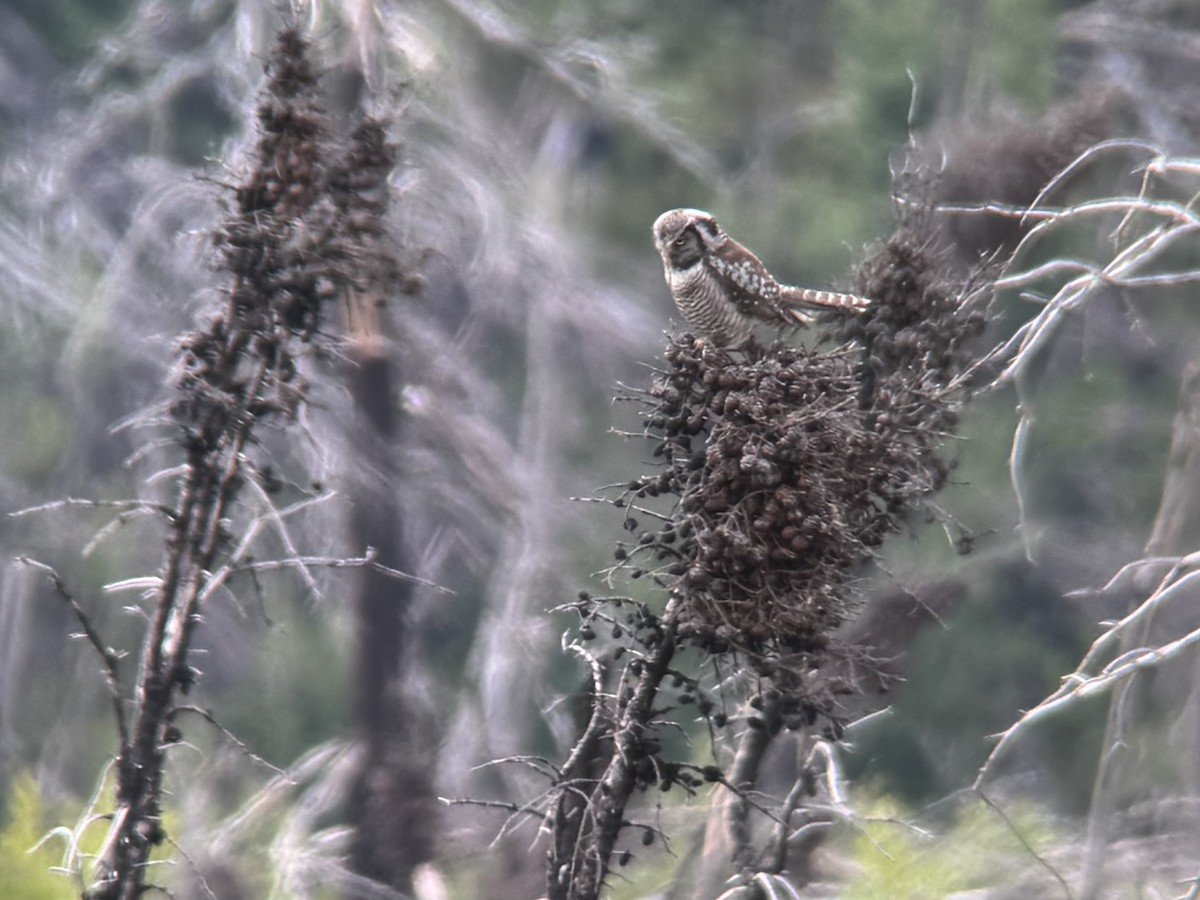 Northern Hawk Owl - ML638259724
