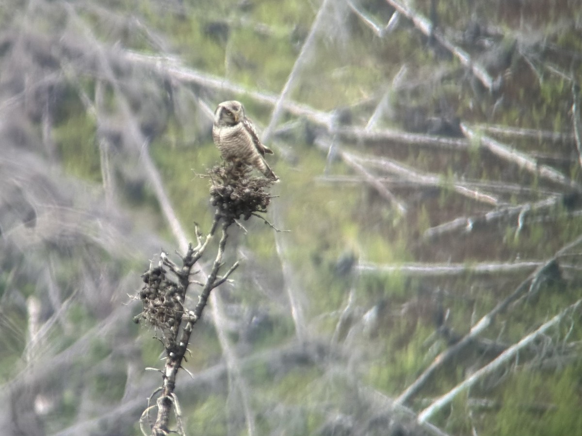 Northern Hawk Owl - ML638259725