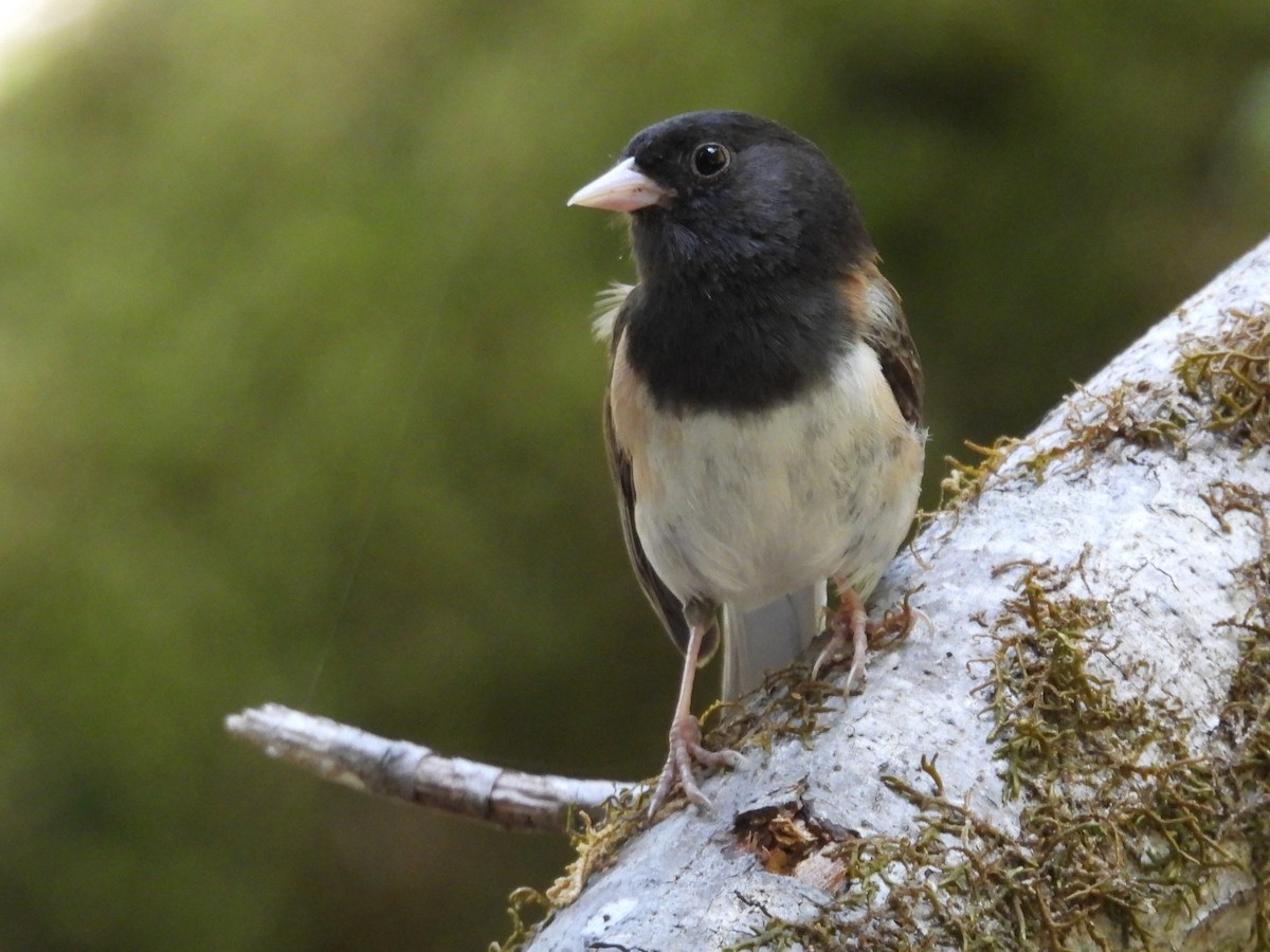 Dark-eyed Junco - ML638259743