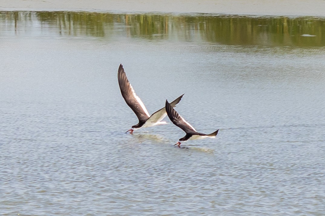 Black Skimmer - ML638259758