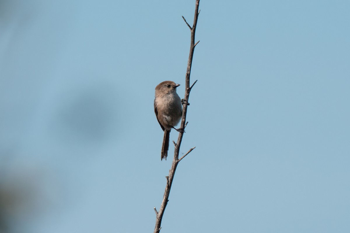 Bushtit - ML638259759