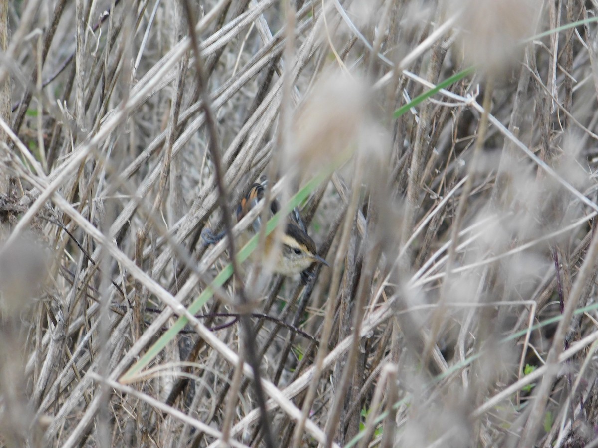 Wren-like Rushbird - ML638259766