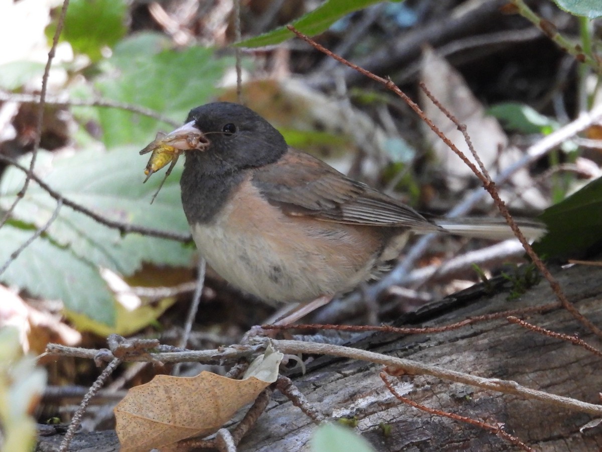 Dark-eyed Junco - ML638259788
