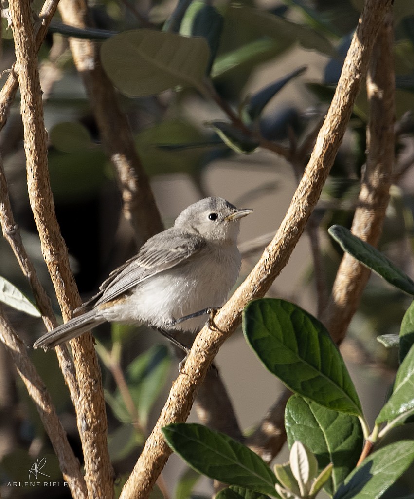 Lucy's Warbler - ML638259801