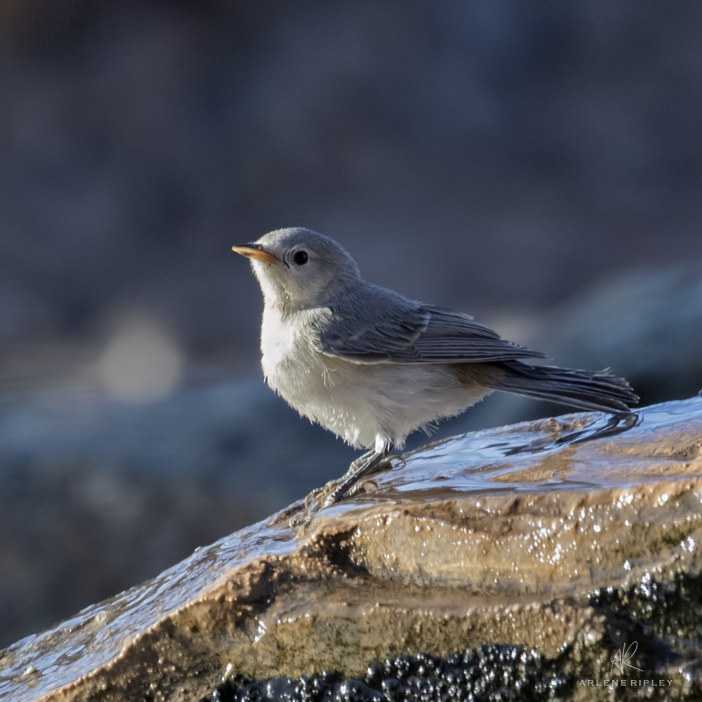 Lucy's Warbler - ML638259806