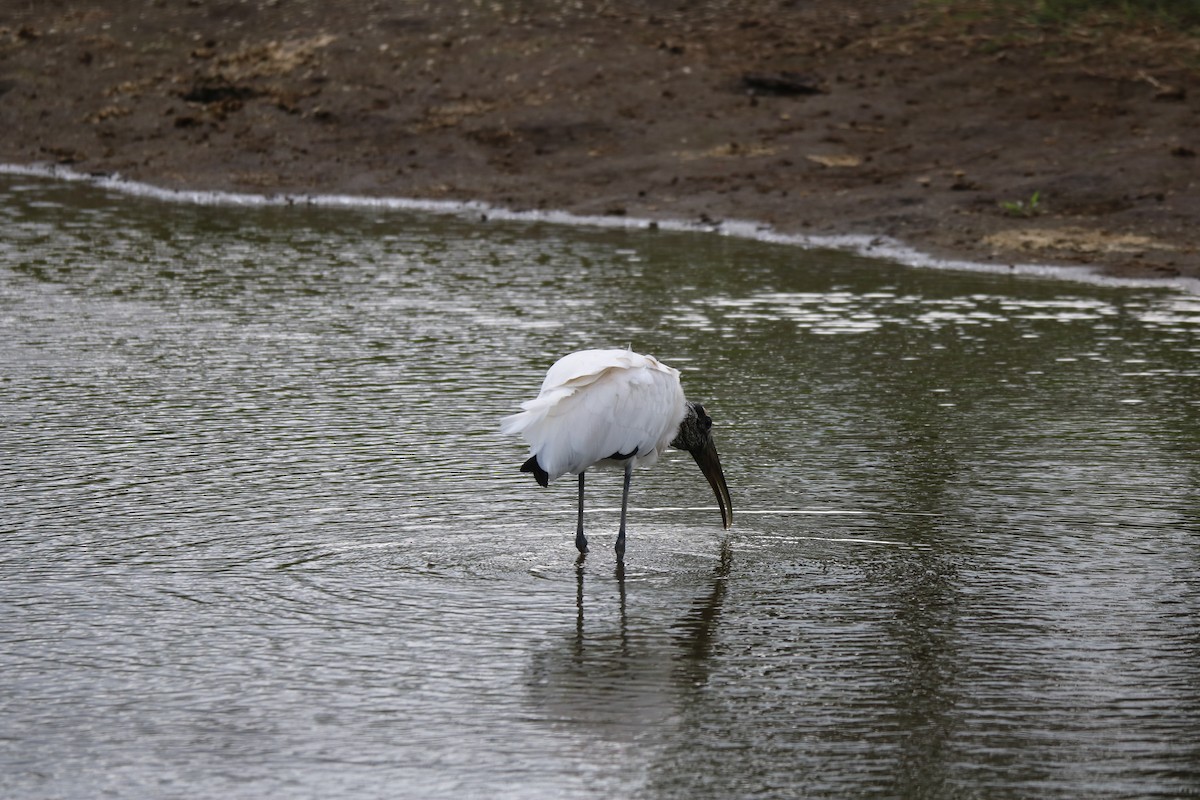 Wood Stork - ML638259817