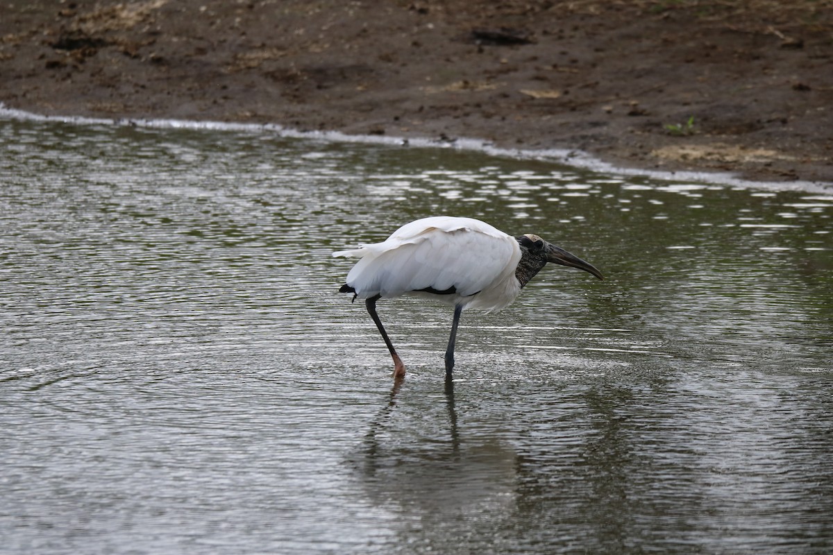 Wood Stork - ML638259819