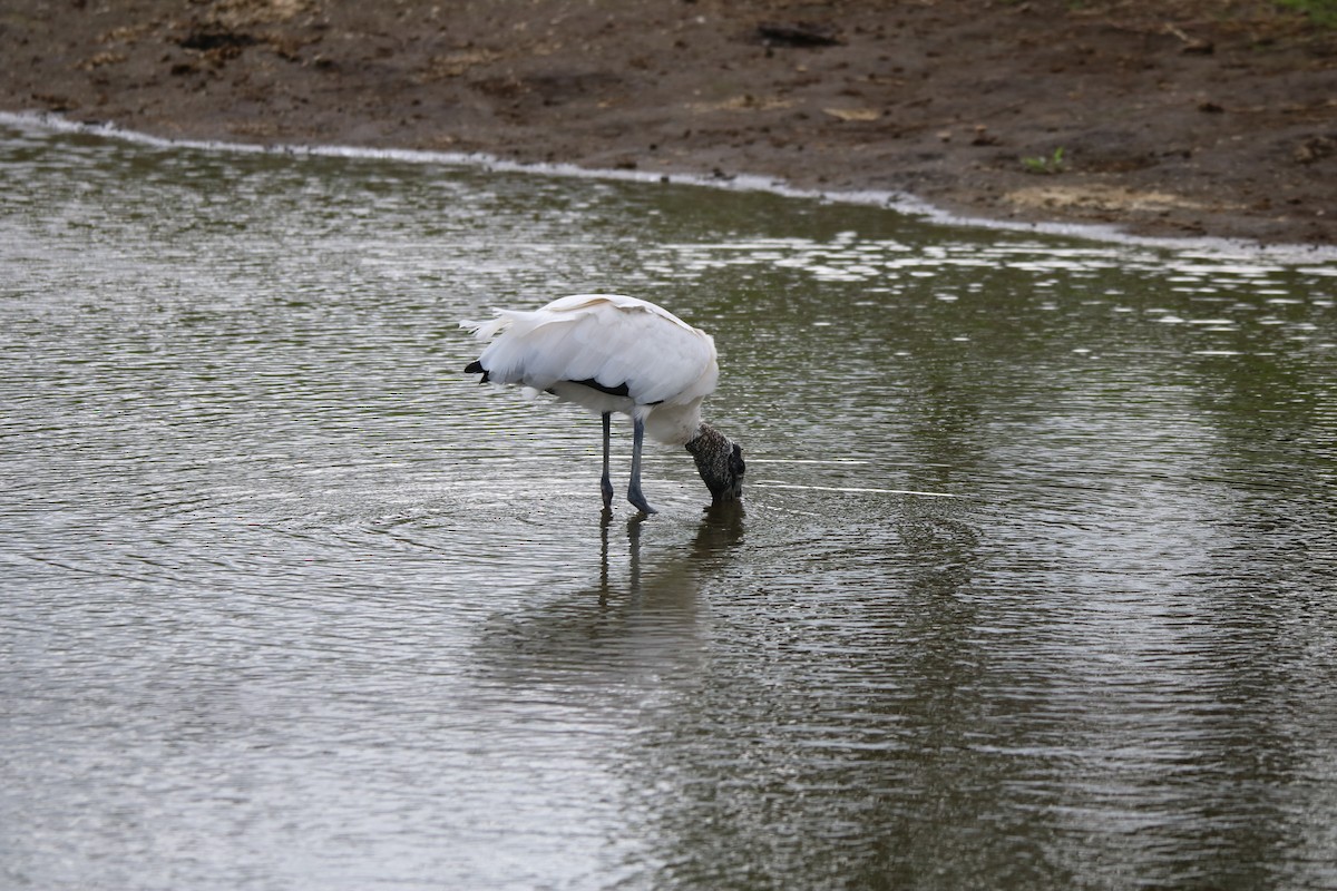 Wood Stork - ML638259820