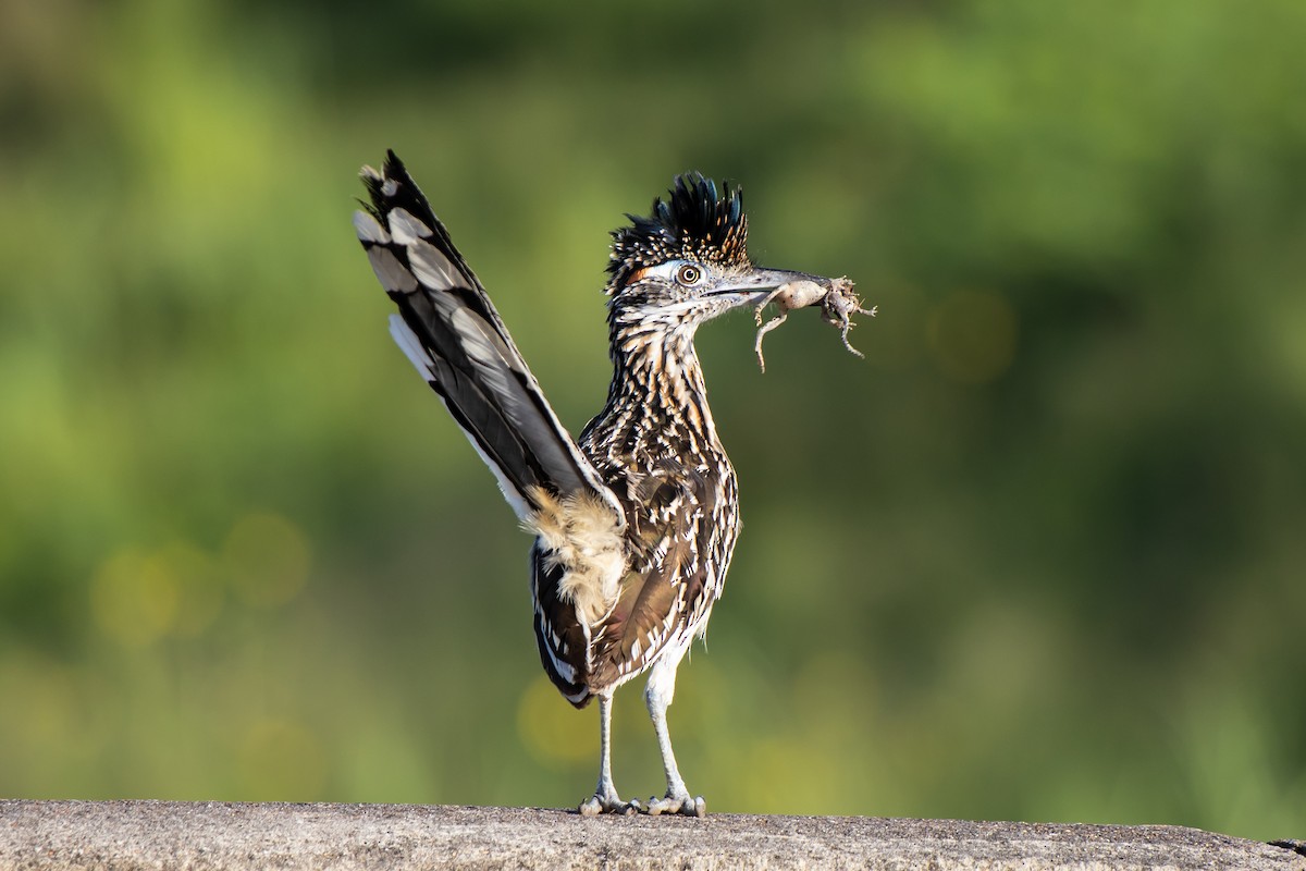 Greater Roadrunner - ML638259827