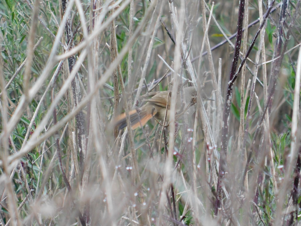 Sharp-billed Canastero - ML638259830