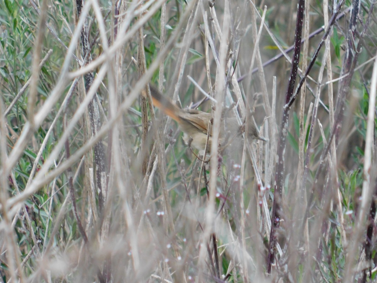 Sharp-billed Canastero - ML638259831