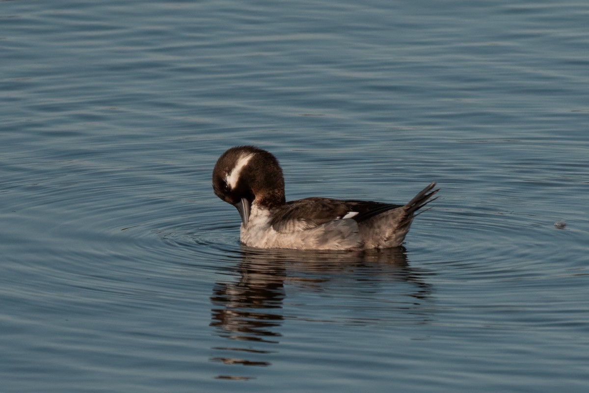 Bufflehead - ML638259832