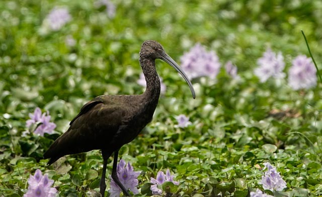 White-faced Ibis - ML638259833