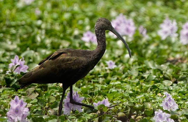 White-faced Ibis - ML638259834