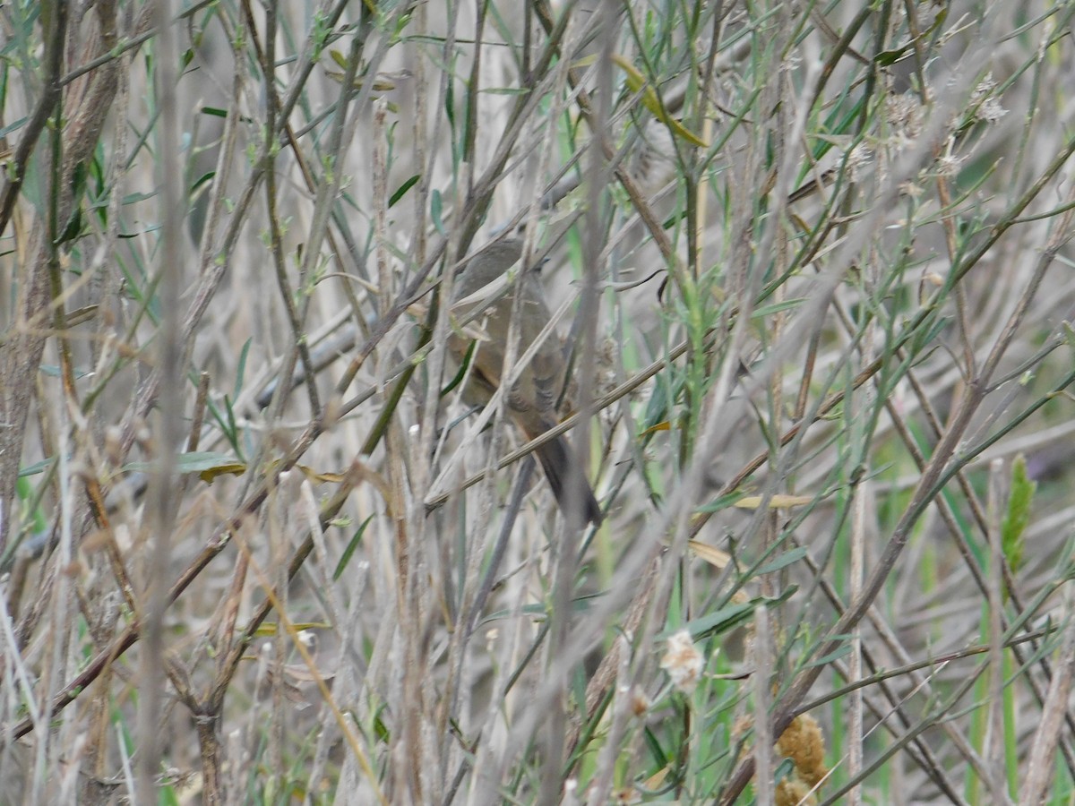 Sharp-billed Canastero - ML638259847