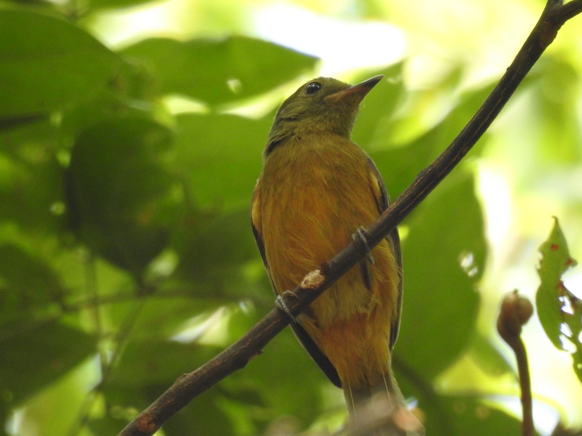 Ochre-bellied Flycatcher - ML638259874