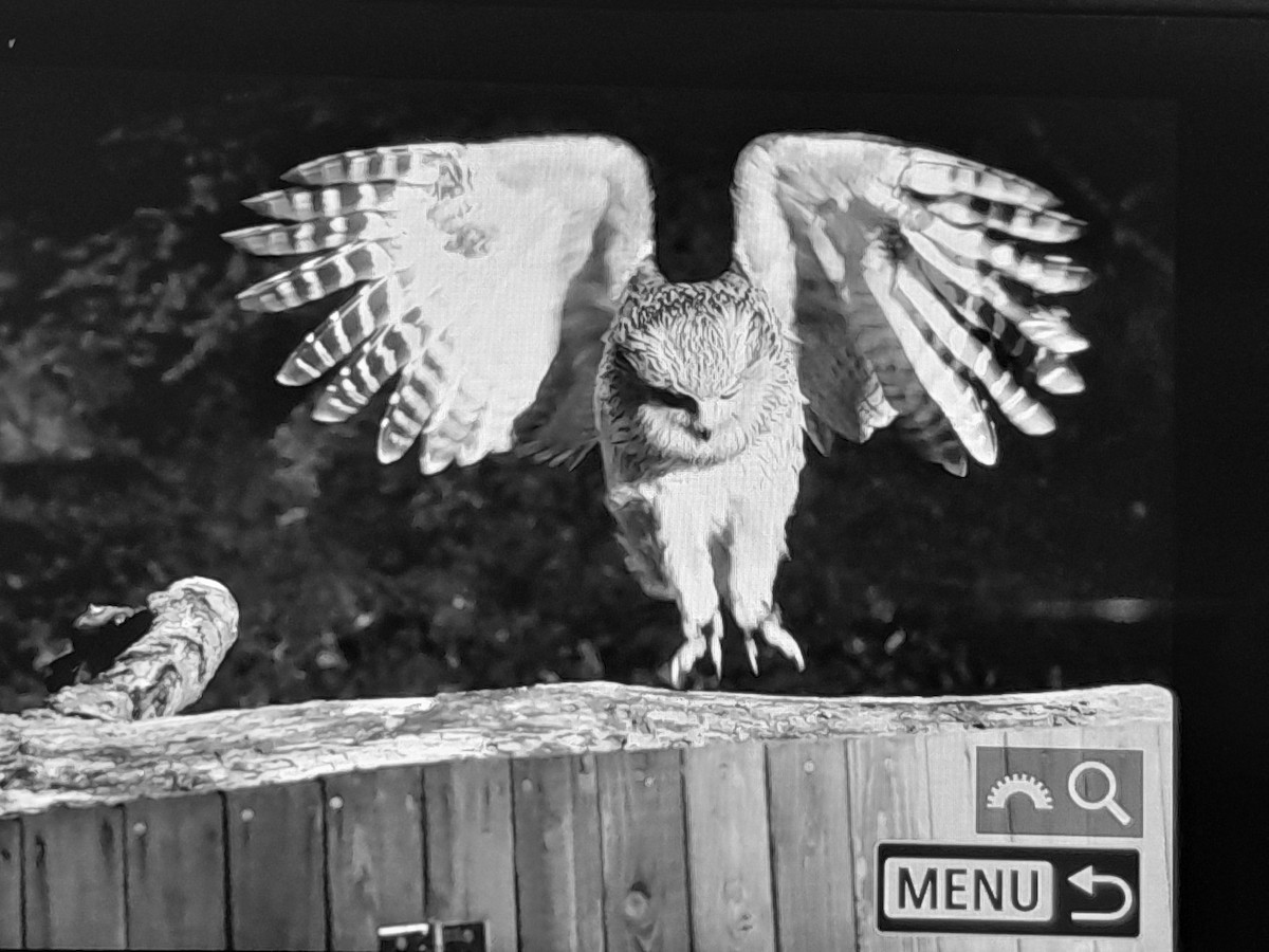 Blakiston's Fish-Owl - ML638259881