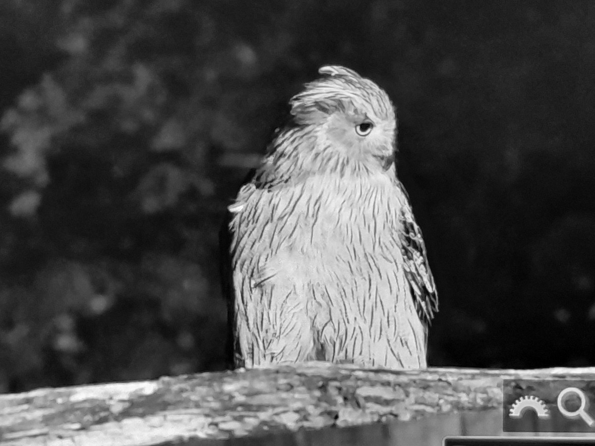 Blakiston's Fish-Owl - ML638259890