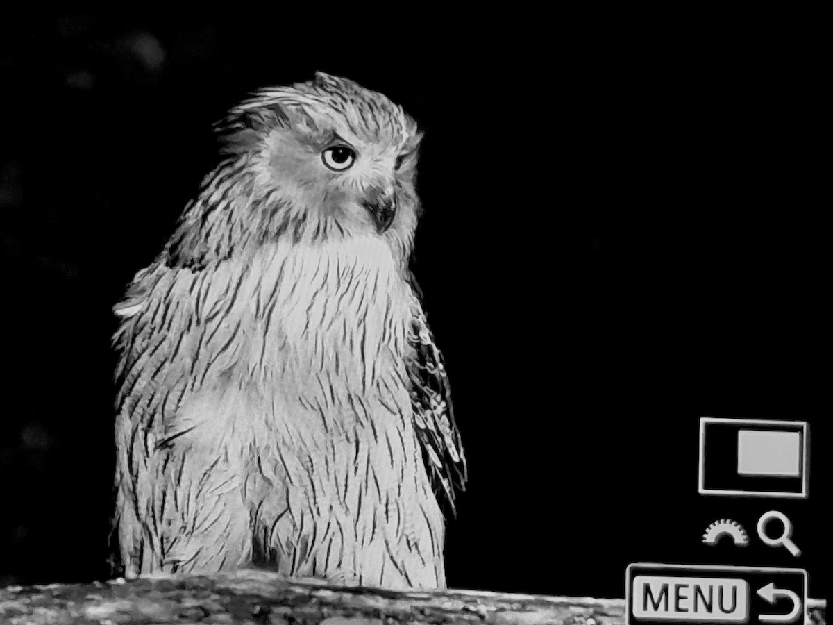 Blakiston's Fish-Owl - ML638259898