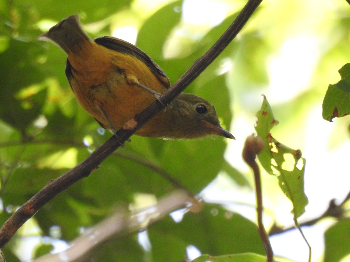 Ochre-bellied Flycatcher - ML638259900