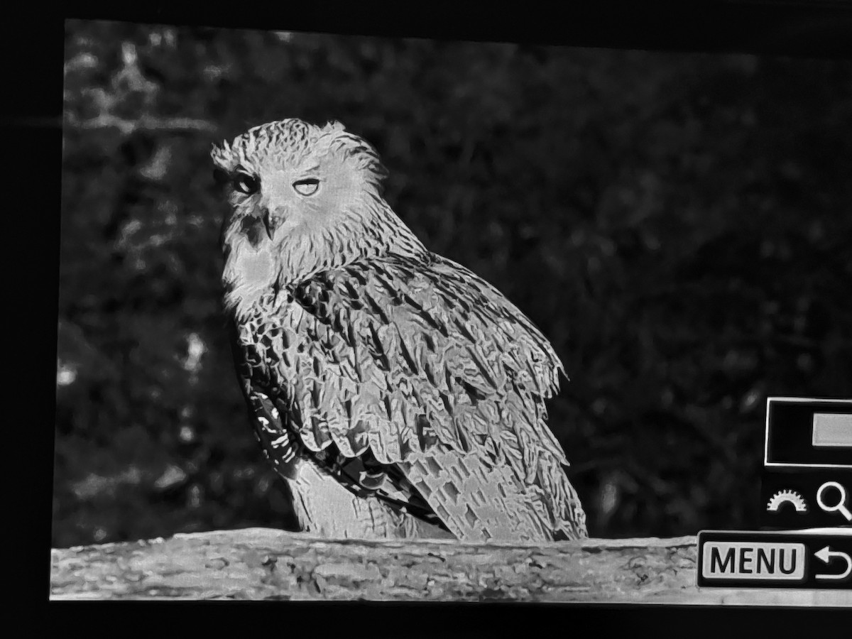 Blakiston's Fish-Owl - ML638259904