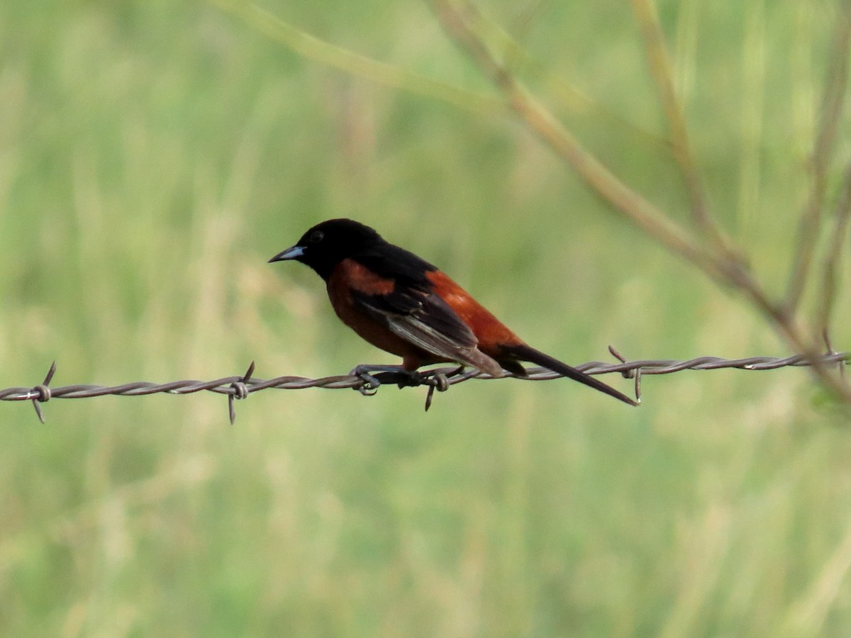 Orchard Oriole - ML638259908