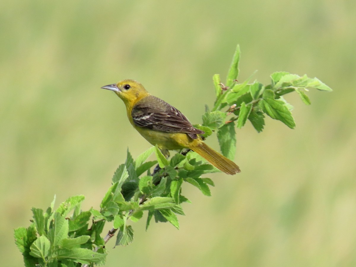 Orchard Oriole - ML638259909
