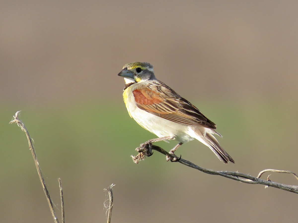 Dickcissel - ML638259917