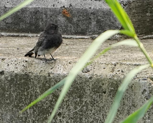 Black Phoebe - ML638259919