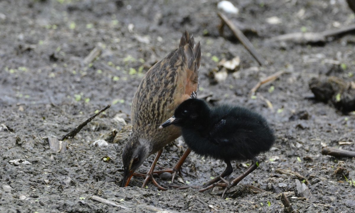 Virginia Rail - ML638259930
