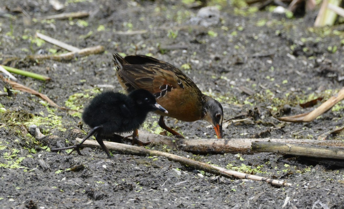 Virginia Rail - ML638259934