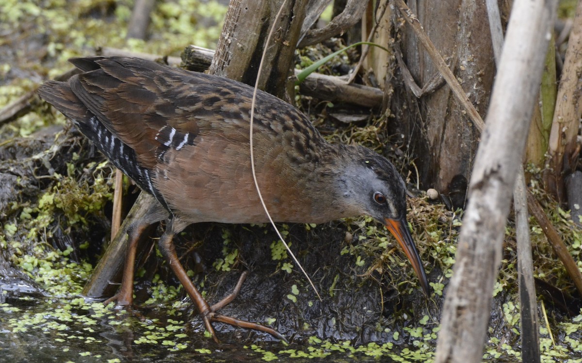 Virginia Rail - ML638259936