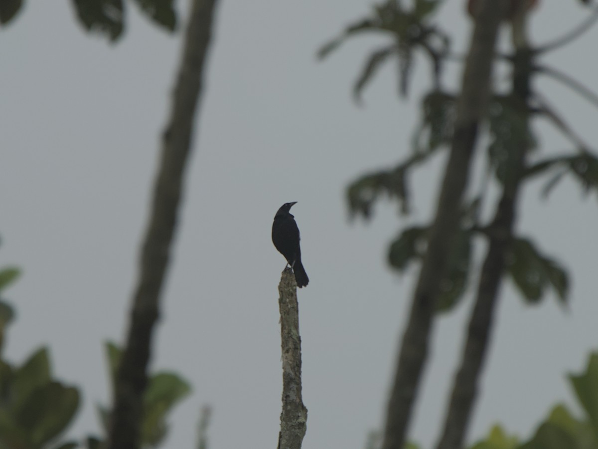 Giant Cowbird - ML638259953