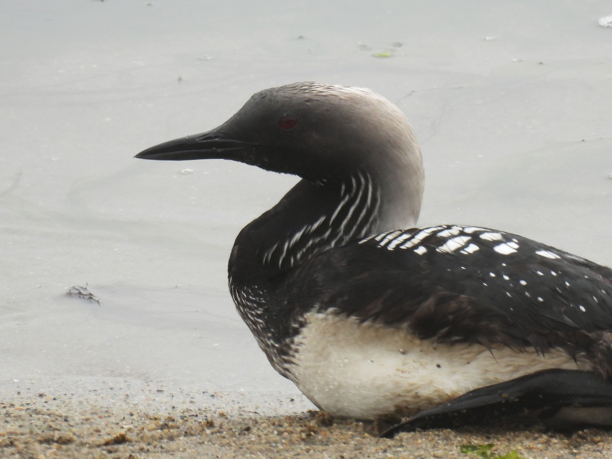 Pacific Loon - ML638259957