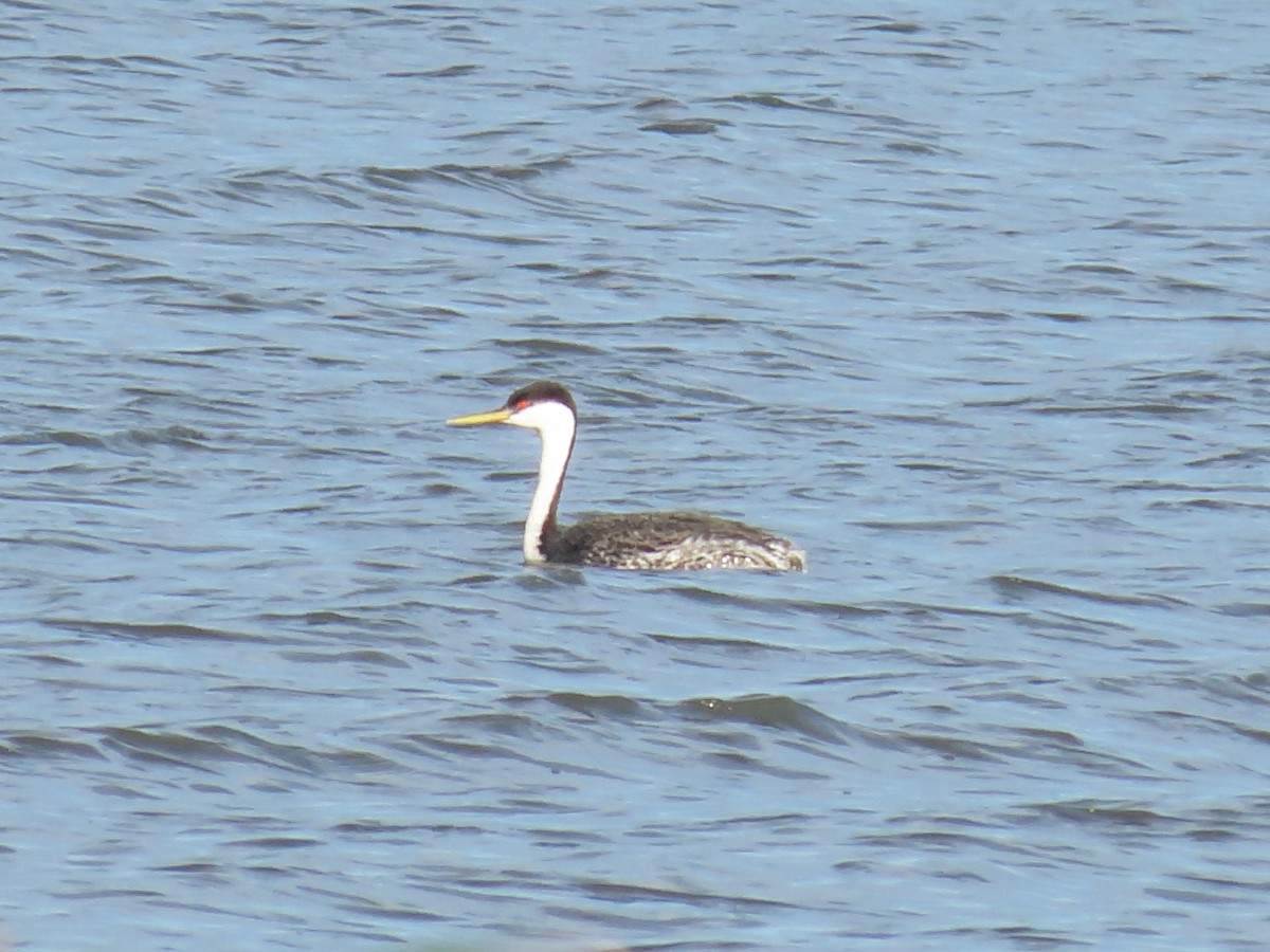 Western Grebe - ML638259965