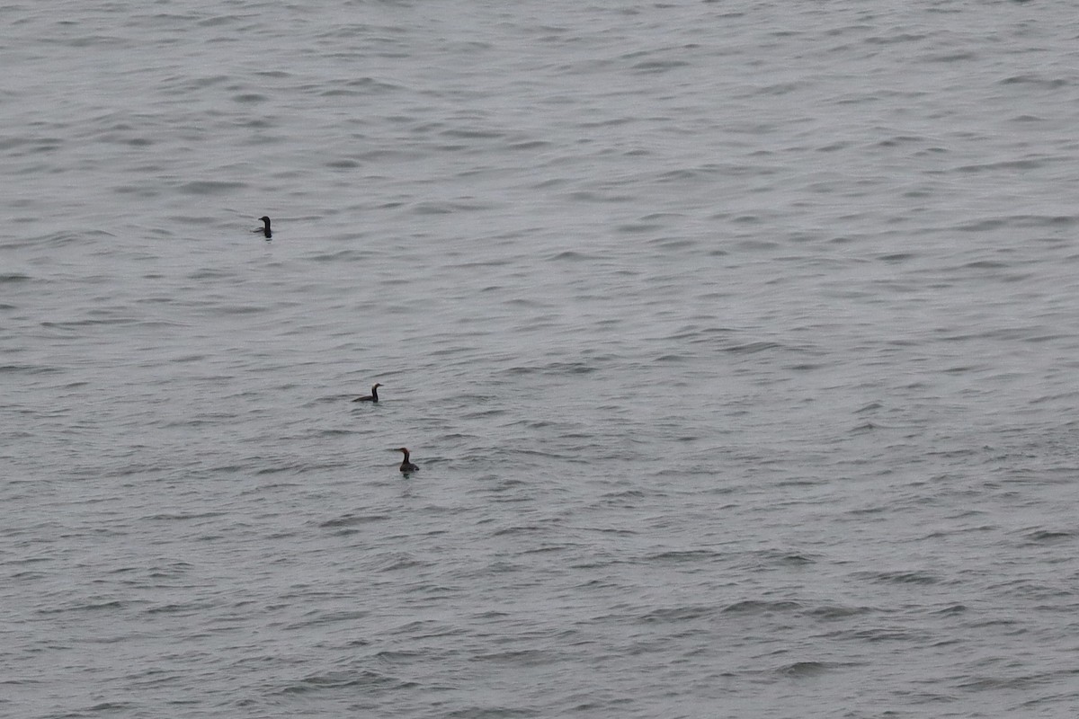 Pacific Loon - ML638259987