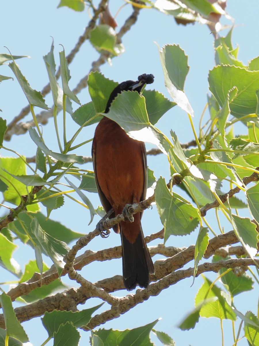 Orchard Oriole - ML638259990