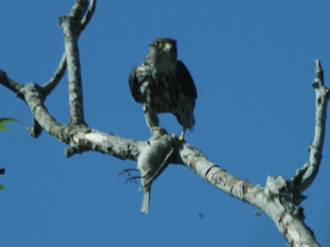 Merlin - ML638260024