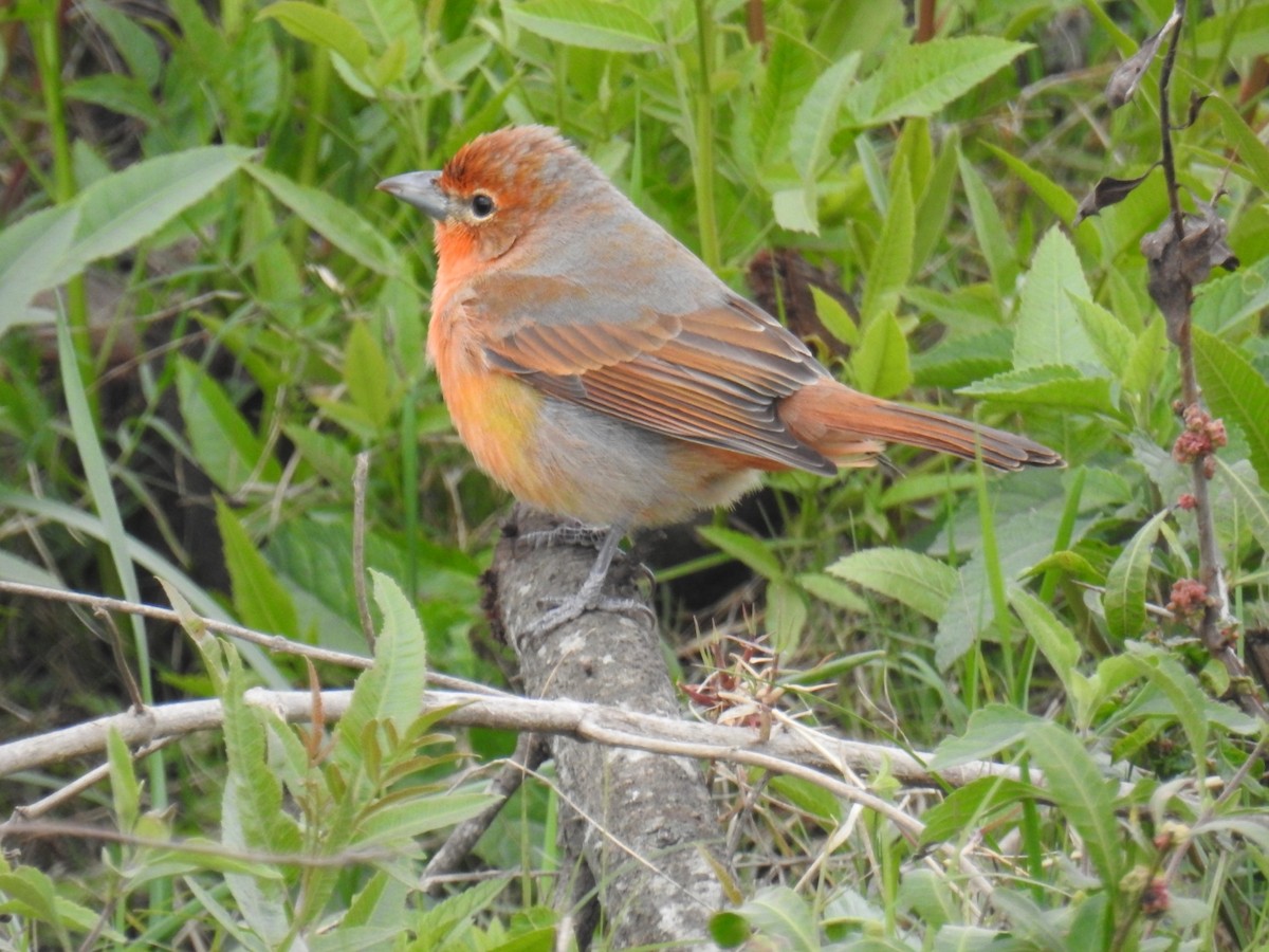 Hepatic Tanager - ML638260036